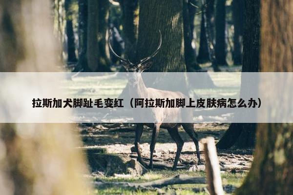 拉斯加犬脚趾毛变红（阿拉斯加脚上皮肤病怎么办）