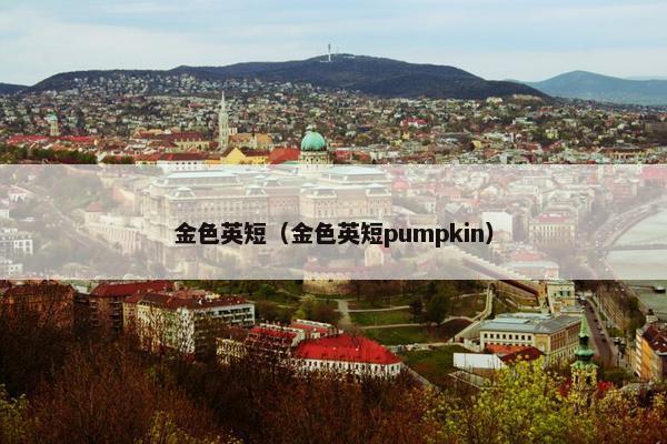 金色英短（金色英短pumpkin）