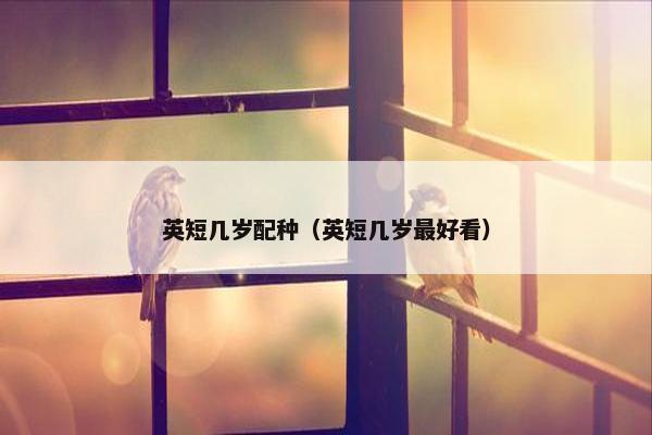 英短几岁配种（英短几岁最好看）