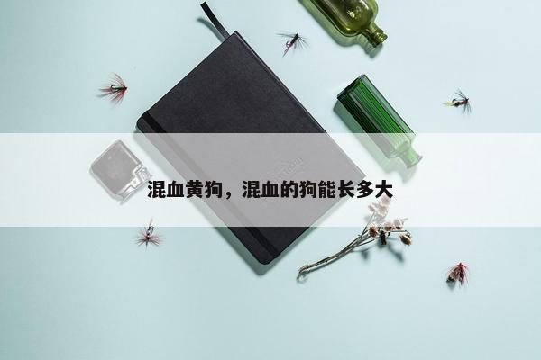 混血黄狗，混血的狗能长多大