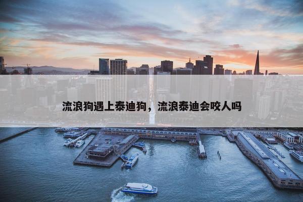 流浪狗遇上泰迪狗，流浪泰迪会咬人吗