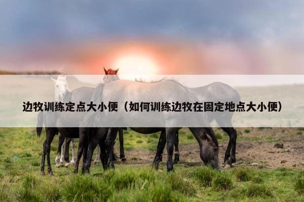 边牧训练定点大小便（如何训练边牧在固定地点大小便）