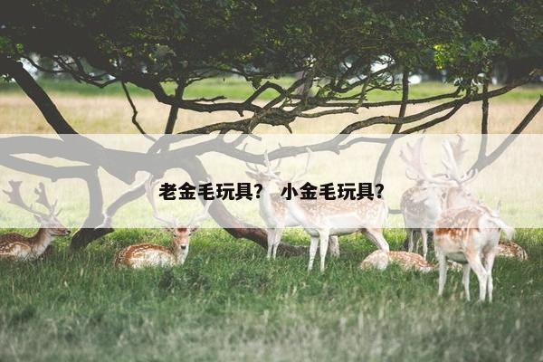 老金毛玩具？ 小金毛玩具？