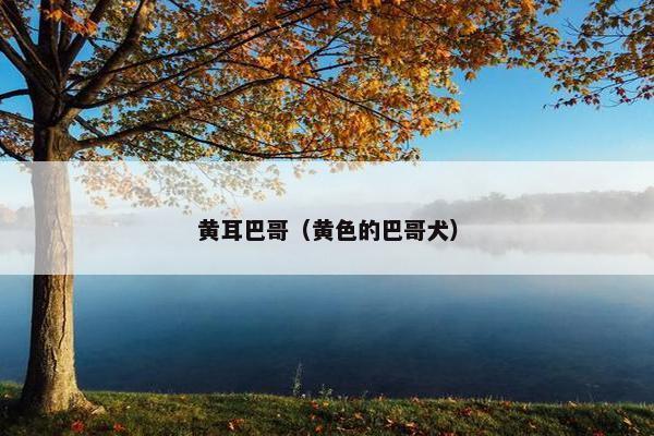 黄耳巴哥（黄色的巴哥犬）