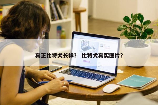 真正比特犬长样？ 比特犬真实图片？