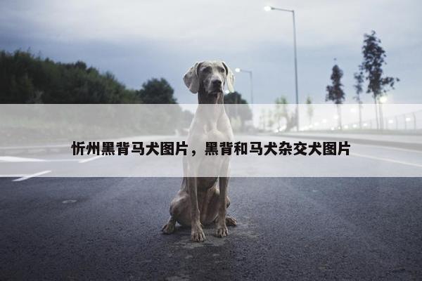 忻州黑背马犬图片，黑背和马犬杂交犬图片