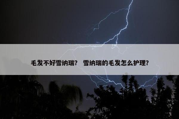 毛发不好雪纳瑞？ 雪纳瑞的毛发怎么护理？