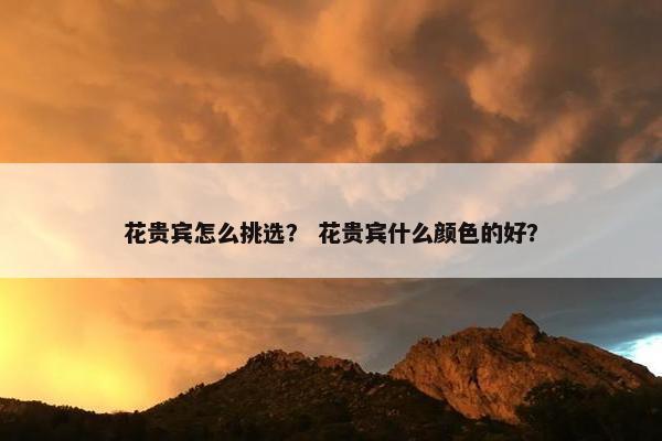 花贵宾怎么挑选？ 花贵宾什么颜色的好？