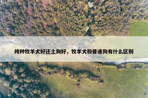 纯种牧羊犬好还土狗好，牧羊犬和普通狗有什么区别