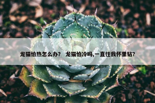 龙猫怕热怎么办？ 龙猫怕冷吗,一直往我怀里钻？