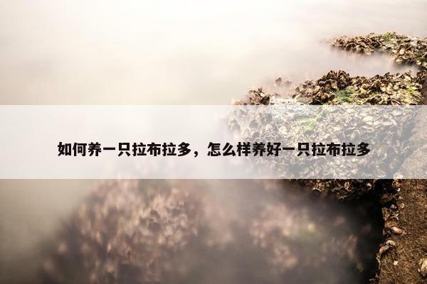 如何养一只拉布拉多，怎么样养好一只拉布拉多