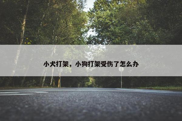小犬打架，小狗打架受伤了怎么办