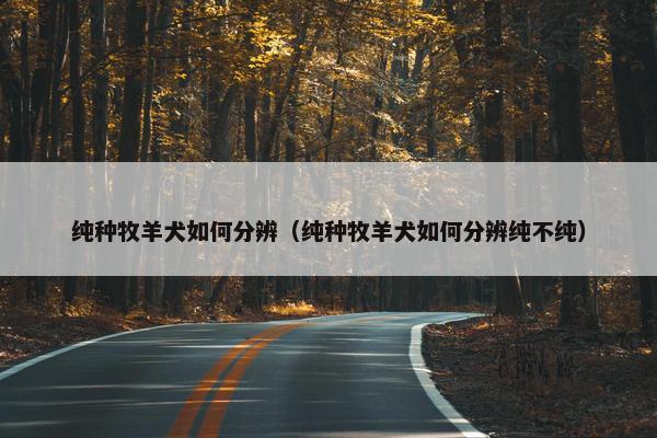 纯种牧羊犬如何分辨（纯种牧羊犬如何分辨纯不纯）