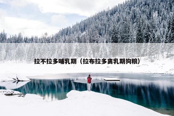 拉不拉多哺乳期（拉布拉多离乳期狗粮）