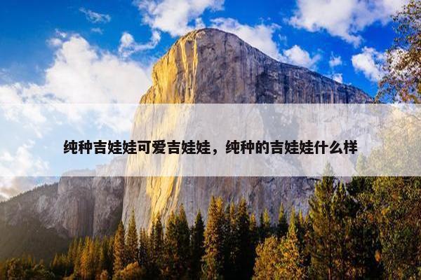 纯种吉娃娃可爱吉娃娃，纯种的吉娃娃什么样