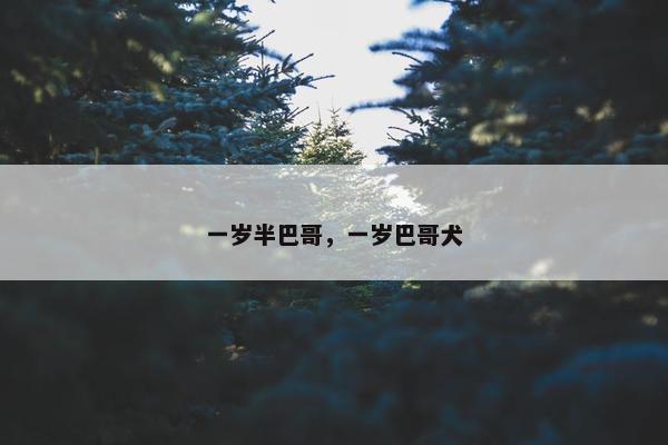 一岁半巴哥，一岁巴哥犬