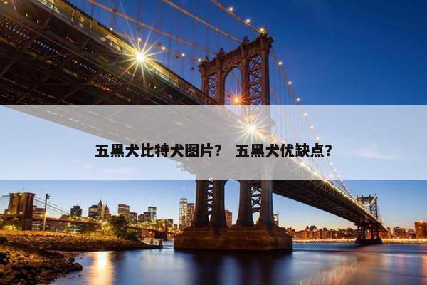 五黑犬比特犬图片？ 五黑犬优缺点？