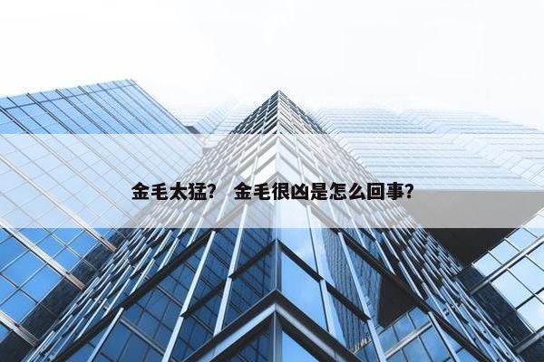 金毛太猛？ 金毛很凶是怎么回事？