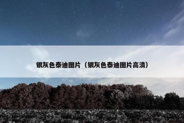 银灰色泰迪图片（银灰色泰迪图片高清）
