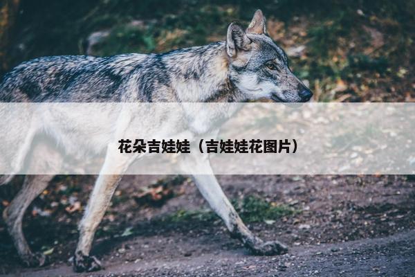 花朵吉娃娃（吉娃娃花图片）