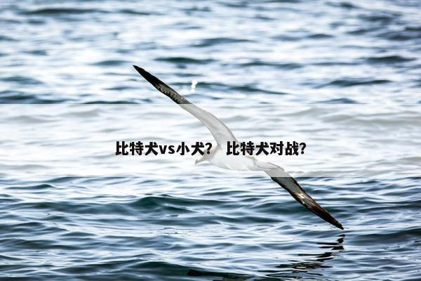 比特犬vs小犬？ 比特犬对战？