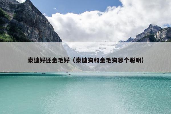 泰迪好还金毛好（泰迪狗和金毛狗哪个聪明）