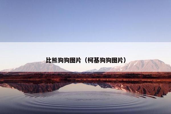 比熊狗狗图片（柯基狗狗图片）