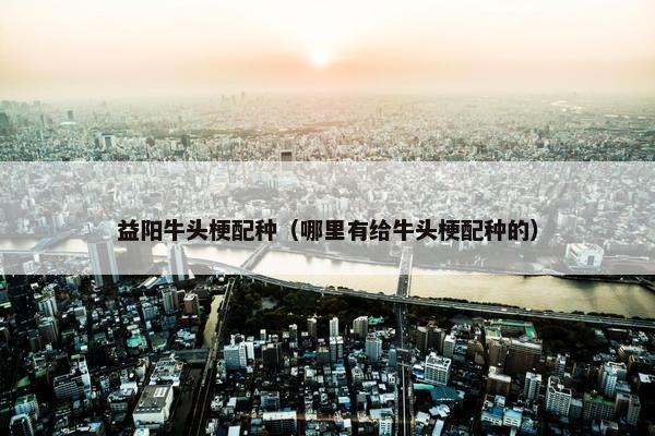 益阳牛头梗配种（哪里有给牛头梗配种的）