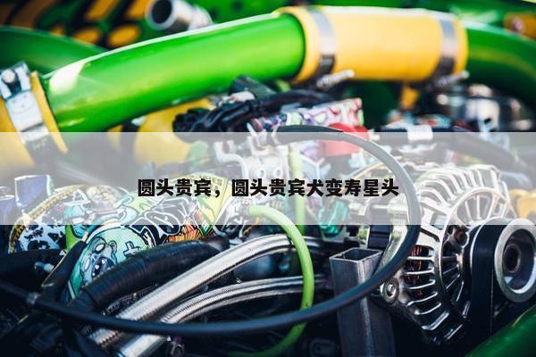 圆头贵宾，圆头贵宾犬变寿星头