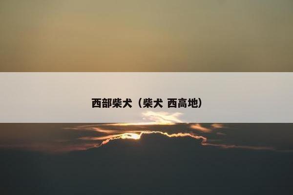 西部柴犬（柴犬 西高地）