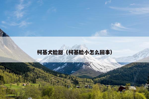 柯基犬脸甜（柯基脸小怎么回事）