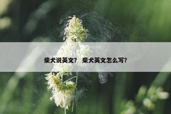 柴犬说英文？ 柴犬英文怎么写？