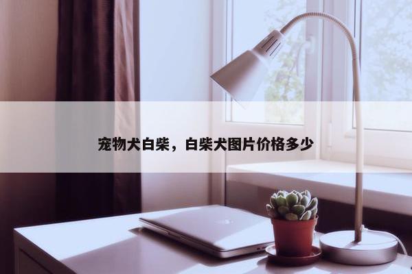 宠物犬白柴，白柴犬图片价格多少