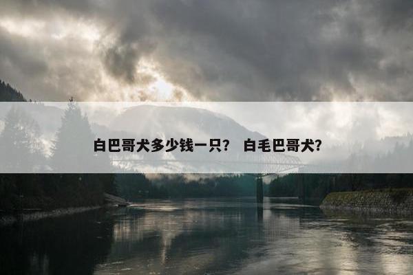 白巴哥犬多少钱一只？ 白毛巴哥犬？