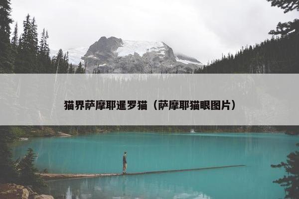 猫界萨摩耶暹罗猫（萨摩耶猫眼图片）