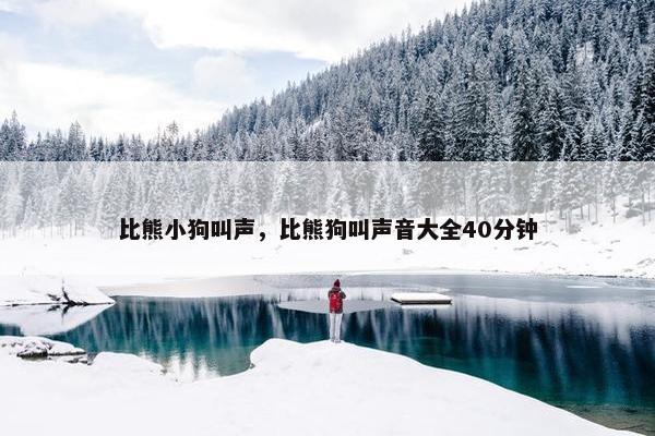 比熊小狗叫声，比熊狗叫声音大全40分钟