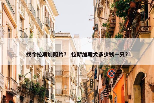 找个拉斯加照片？ 拉斯加斯犬多少钱一只？