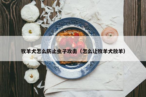 牧羊犬怎么防止虫子攻击（怎么让牧羊犬放羊）