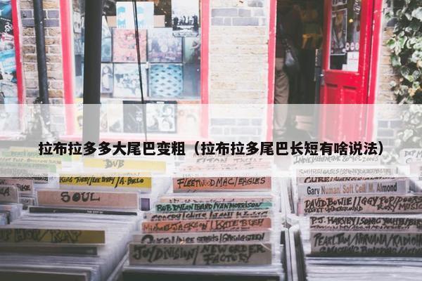 拉布拉多多大尾巴变粗（拉布拉多尾巴长短有啥说法）