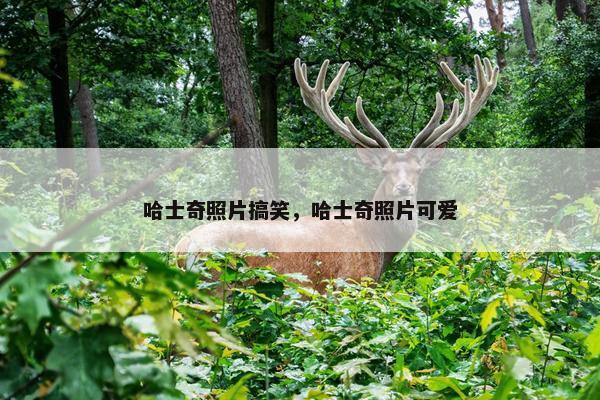 哈士奇照片搞笑，哈士奇照片可爱