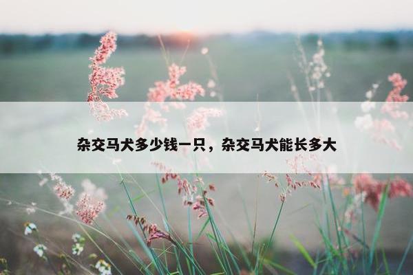 杂交马犬多少钱一只，杂交马犬能长多大