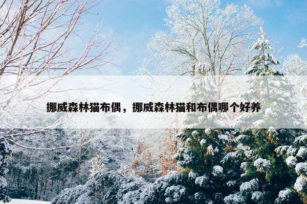 挪威森林猫布偶，挪威森林猫和布偶哪个好养
