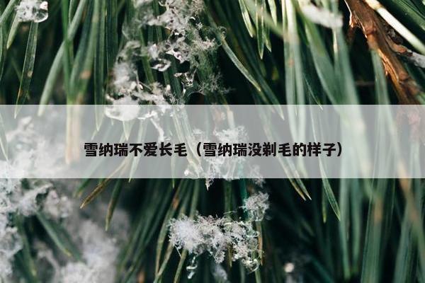 雪纳瑞不爱长毛（雪纳瑞没剃毛的样子）