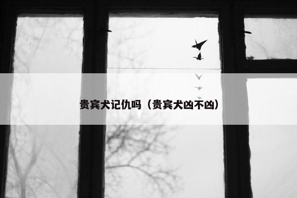 贵宾犬记仇吗（贵宾犬凶不凶）