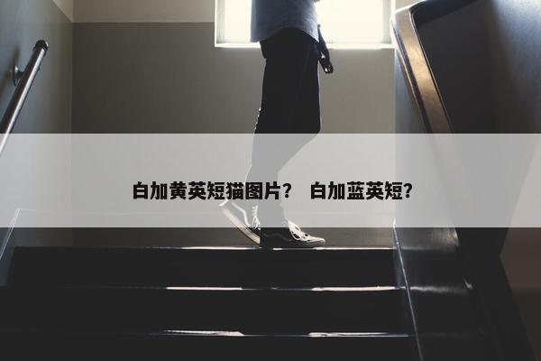 白加黄英短猫图片？ 白加蓝英短？