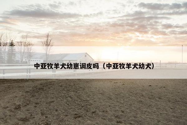 中亚牧羊犬幼崽调皮吗（中亚牧羊犬幼犬）
