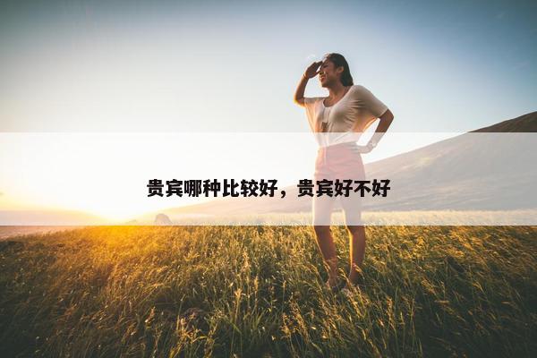 贵宾哪种比较好，贵宾好不好