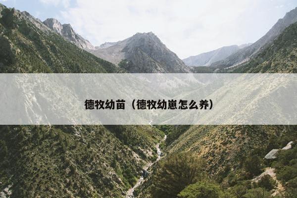 德牧幼苗（德牧幼崽怎么养）