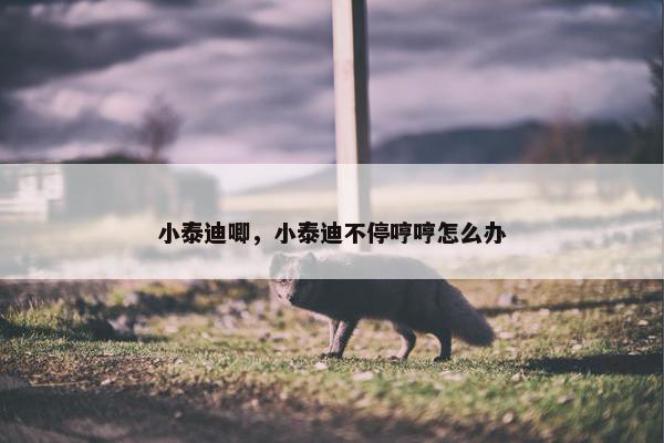 小泰迪唧，小泰迪不停哼哼怎么办