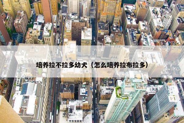 培养拉不拉多幼犬（怎么培养拉布拉多）